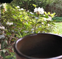 The View From My Cup – a guest post by author Carter Taylor Seaton